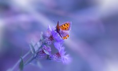 开云官网-世界排名争夺战焦点战，奥地利逆转皇家社会，欧战版图再起波澜