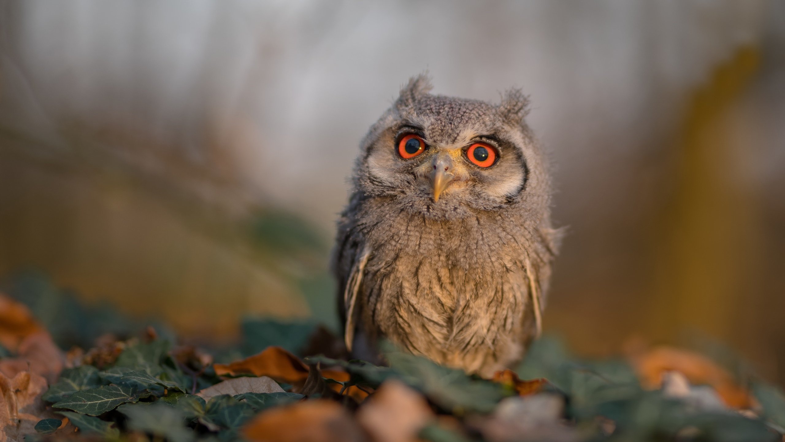 舞台越大，他越强，爱德华兹闪耀之夜，尼克斯加时力克灰熊