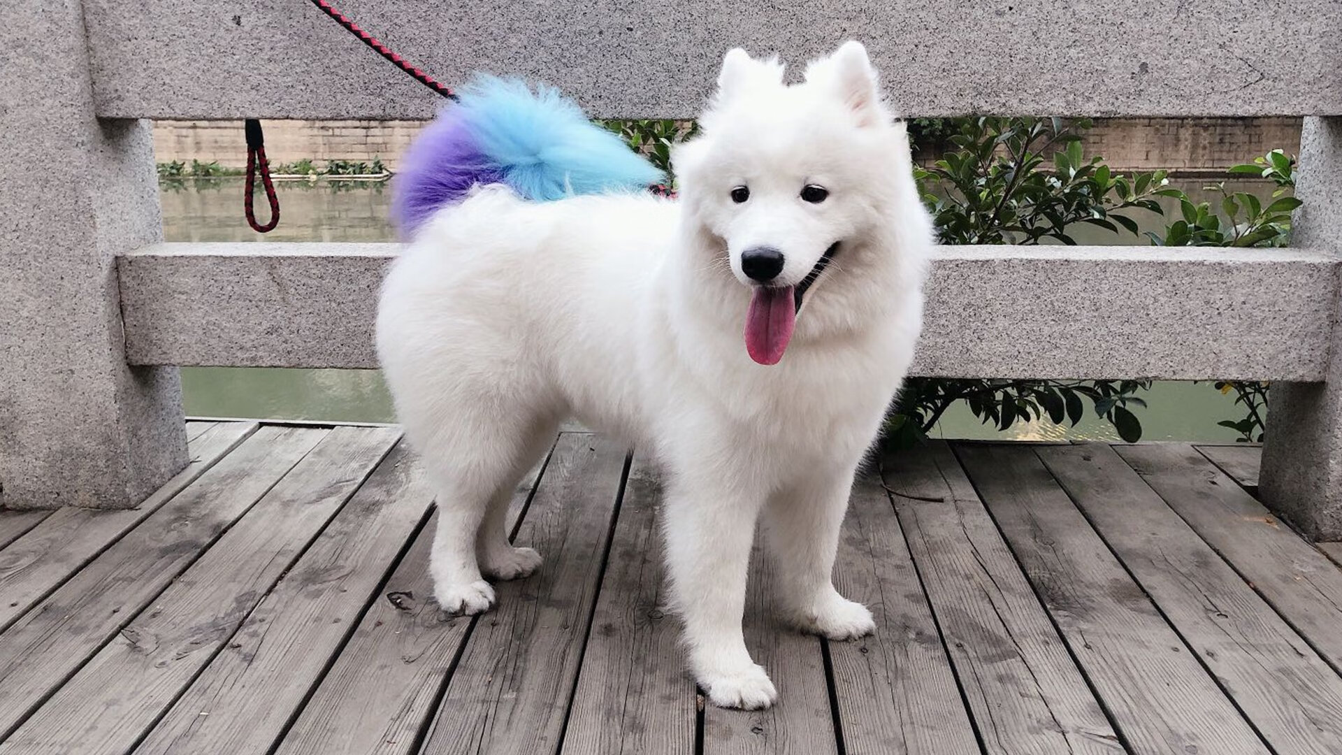 浓眉统治禁区对手完全无解，湖人内外开花主场制霸魔术