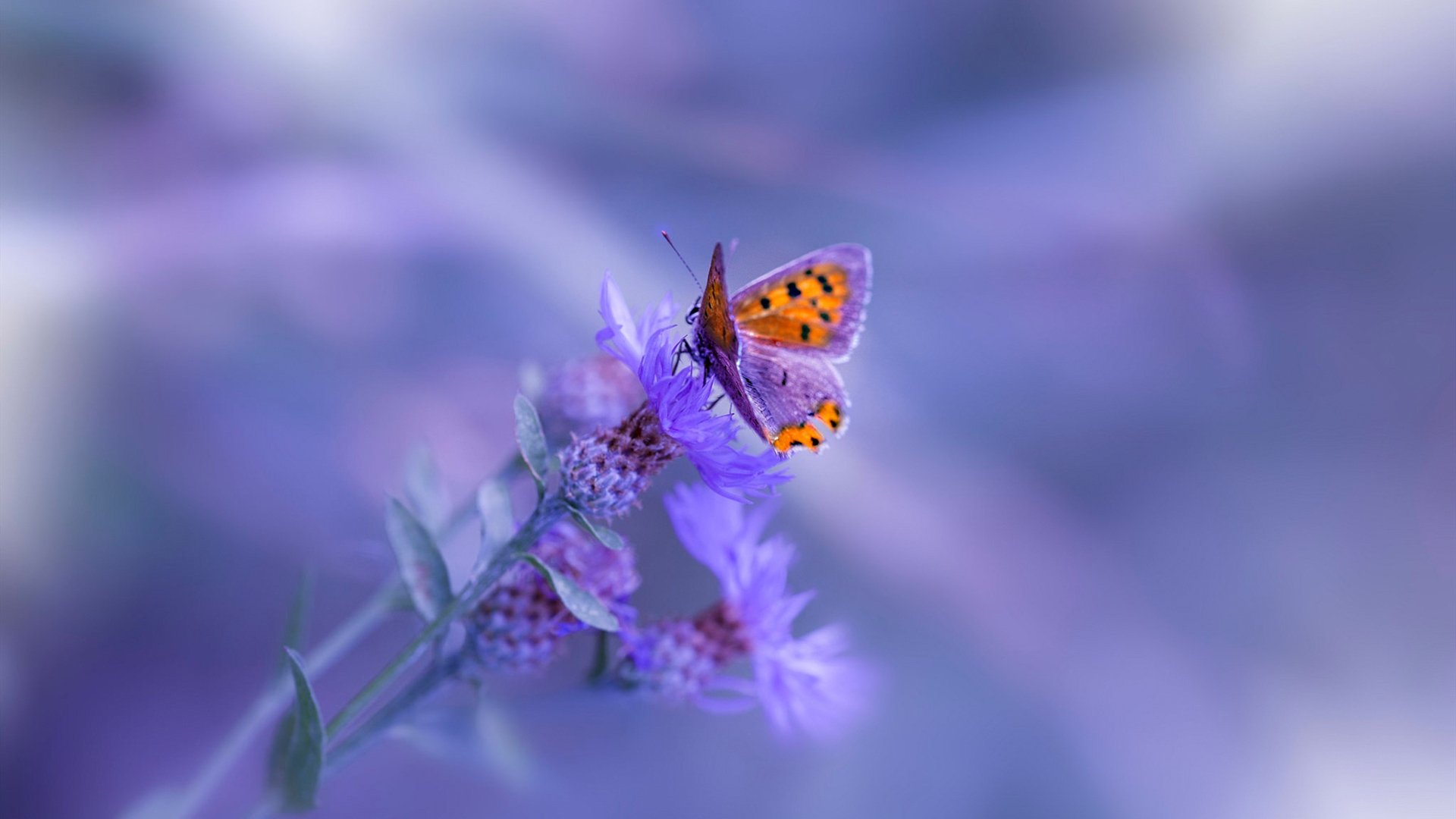 世界排名争夺战焦点战,奥地利逆转皇家社会,欧战版图再起波澜